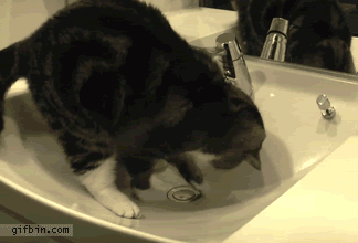 1303816319_cat-vs.sink-plug-hole.gif