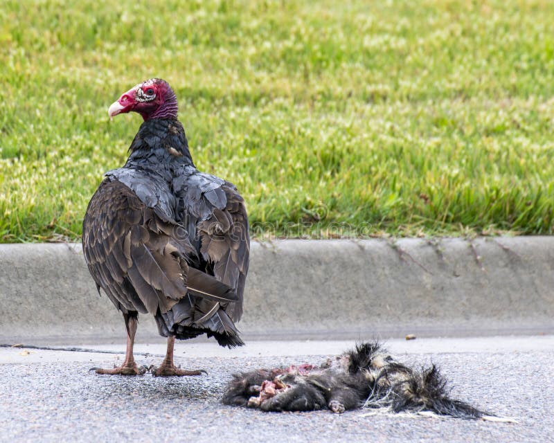 turkey-vulture-road-kill-standing-pavement-182500621.jpg