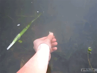 1364926607_catching_bass_with_hand.gif