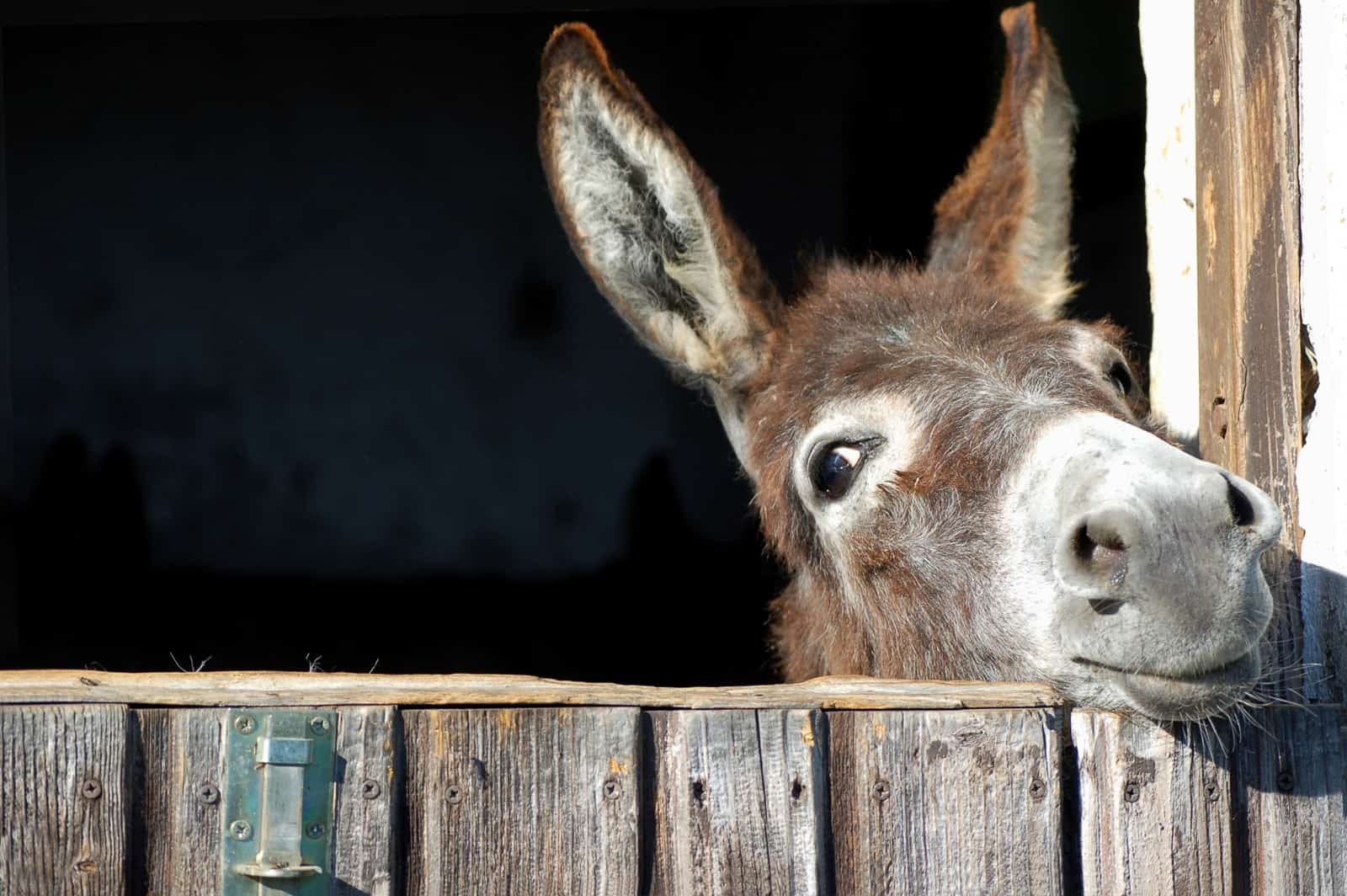 donkey-in-stable.jpg