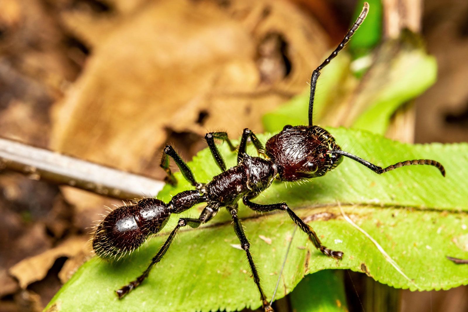 Bullet-ant-Paraponera-clavata-most-painful-insect-sting.jpg