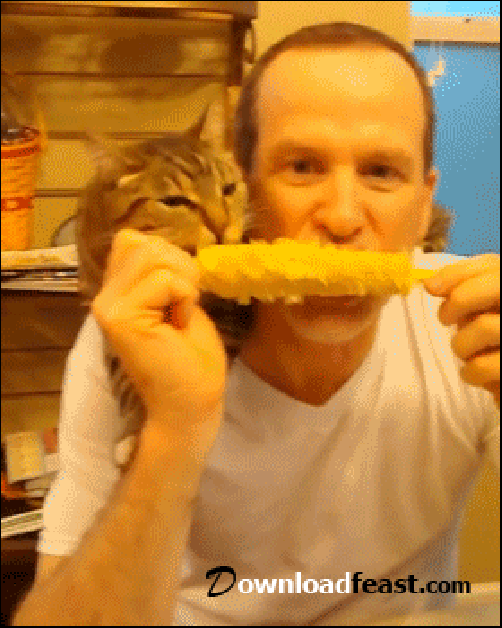 cat-eating-CORN.gif